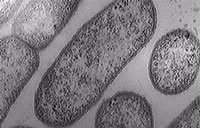 Celulas procariotas durante el precámbrico