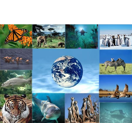Ecología - Ecología y medio ambiente - Respuestas a los problemas  ambientales y sociales