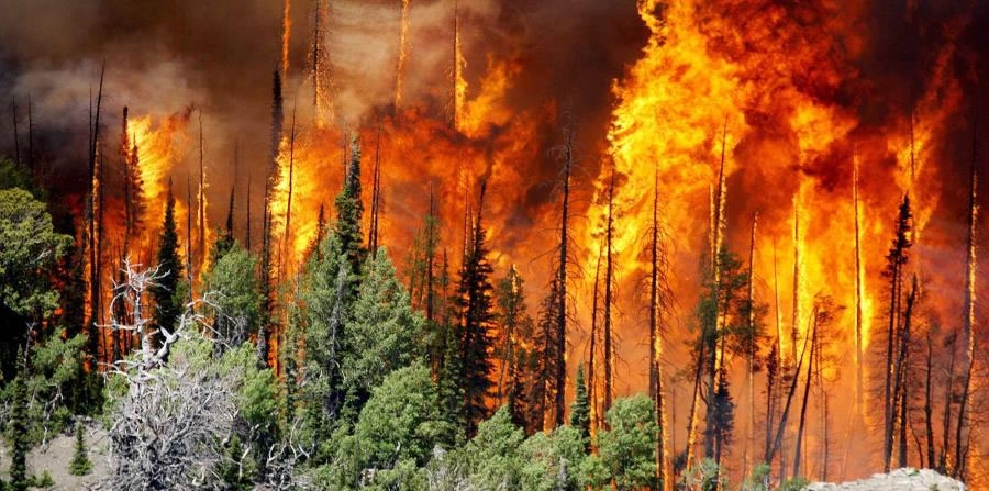 Incendio en los bosques
