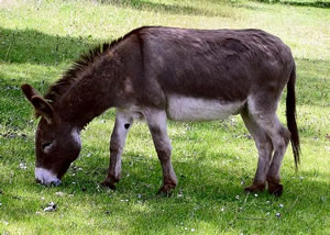 ASNO SALVAJE AFRICANO (Equus africanus)