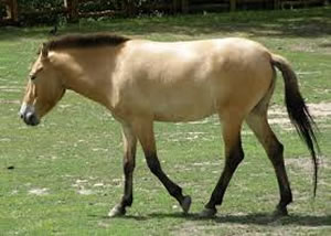 CABALLO PRZEWALSKI (Equus przewalskii)