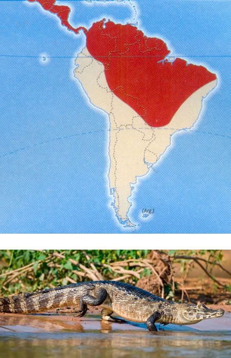 CAIMÁN DE ANTEOJOS (Caiman crocodilus)