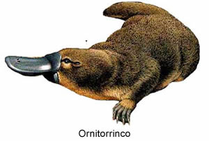 ORNITORRINCO (Ornithorhynchus anatinus)
