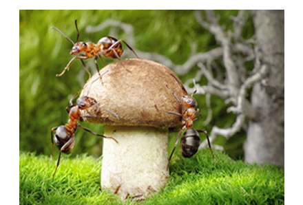 Hormigas y hongos