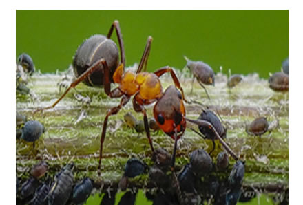 Hormigas y los pulgones