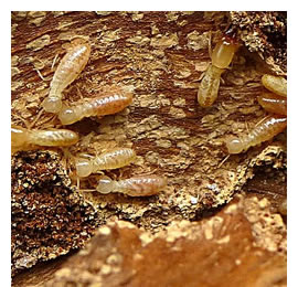 las termitas
