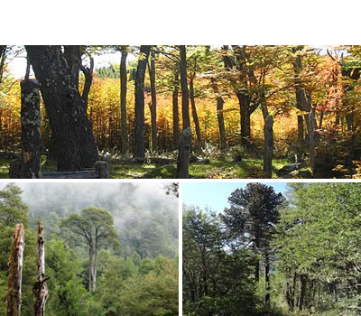 producción forestal en argentina