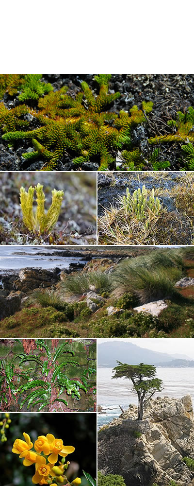 Flora de las Islas Malvinas