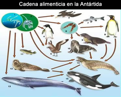 Cadena alimenticia en la antártida - fauna en la antartida