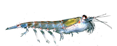 Krill antártico (Euphausia superba)