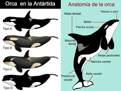 orca en la antartida , faunA en la antartida