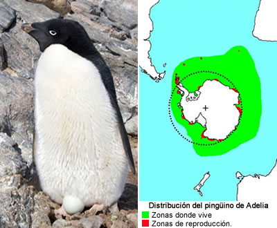 Pingüino adelia (Pygoscelis adeliae)