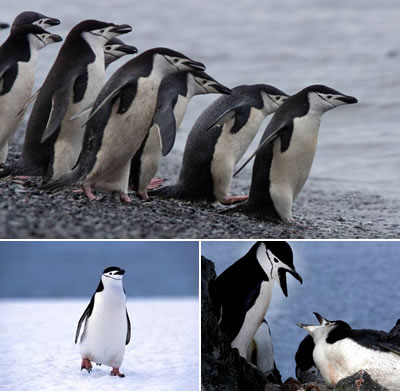 Pingüino barbijo (Pygoscelis antarcticus)