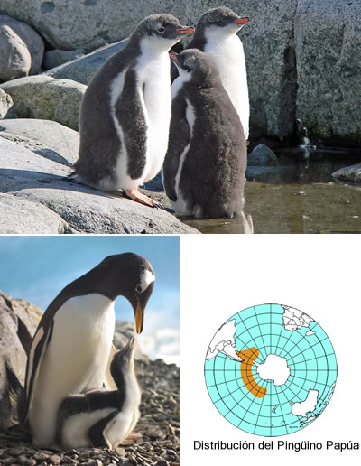 Pingüino Papúa (Pygoscelis papua)