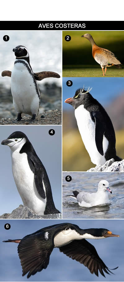 Aves costeras de Tierra del Fuego