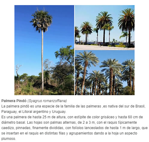 Palmera Pindó (Syagrus romanzoffiana)  La palmera pindó es una especie de la familia de las palmeras ,es nativa del sur de Brasil, Paraguay, el Litoral argentino y Uruguay. Es una palmera de hasta 25 m de altura, con estípite de color grisáceo y hasta