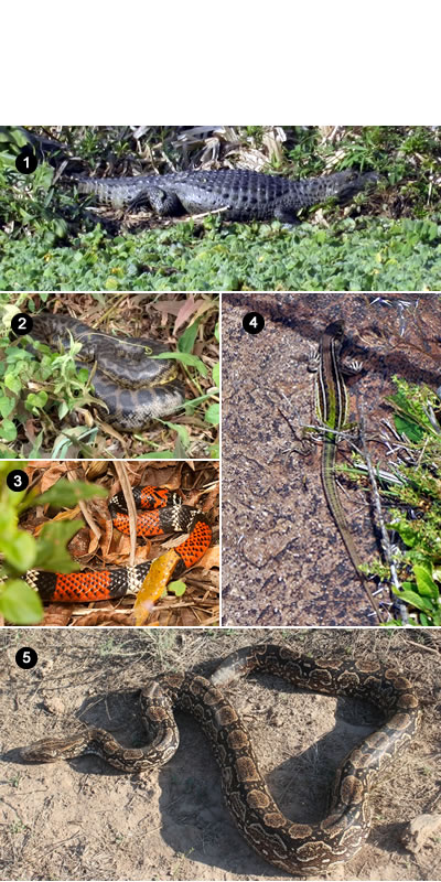 Reptiles de Formosa