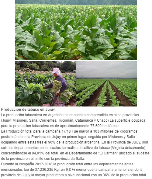 jujuy es el principal productor de tabaco del pais  se producen 77.600 hectáreas.