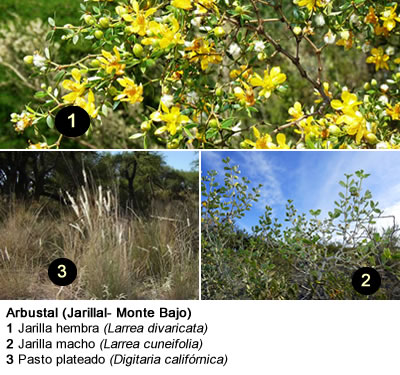 Flora de provincia de la pampa - Arbustal (Jarillal- Monte Bajo)
