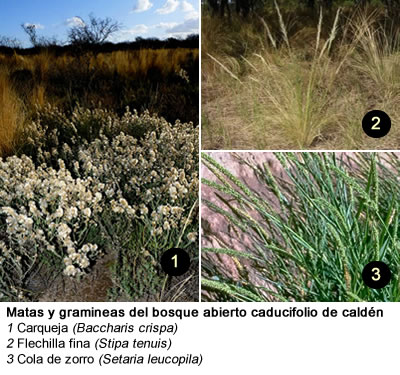 Flora de la Pampa Matas y gramineas del bosque abierto caducifolio de caldén