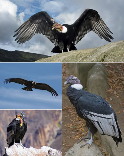 Cóndor (Vulturgryphus)