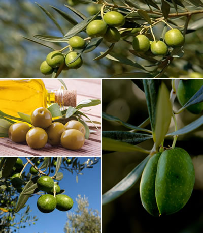 ruta del olivo en mendoza