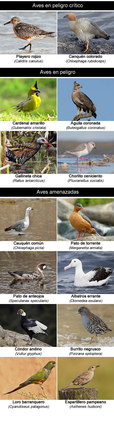 Aves  en peligro de extinción en Rio Negro - argentina