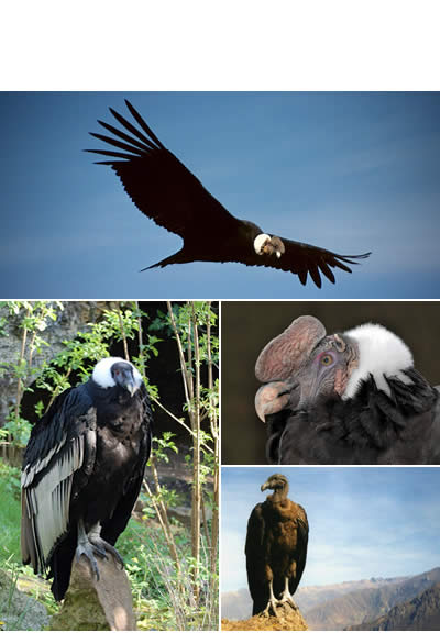 El cóndor  (Vultur gryphus)