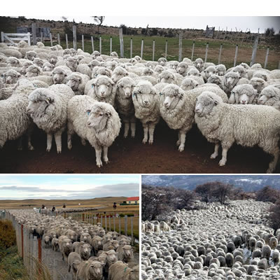 Industria lanar en Santa Cruz