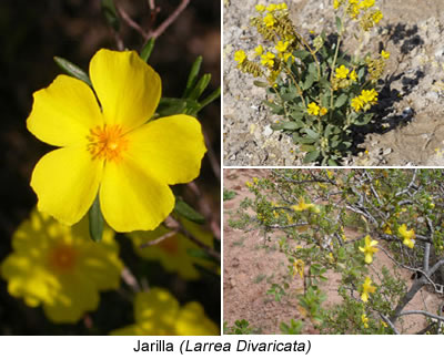Jarilla (Larrea Divaricata)
