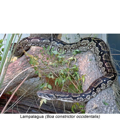 Lampalagua (Boa constrictor occidentalis)